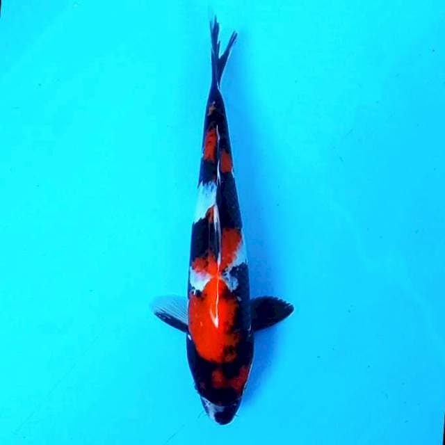 Showa # 30cm