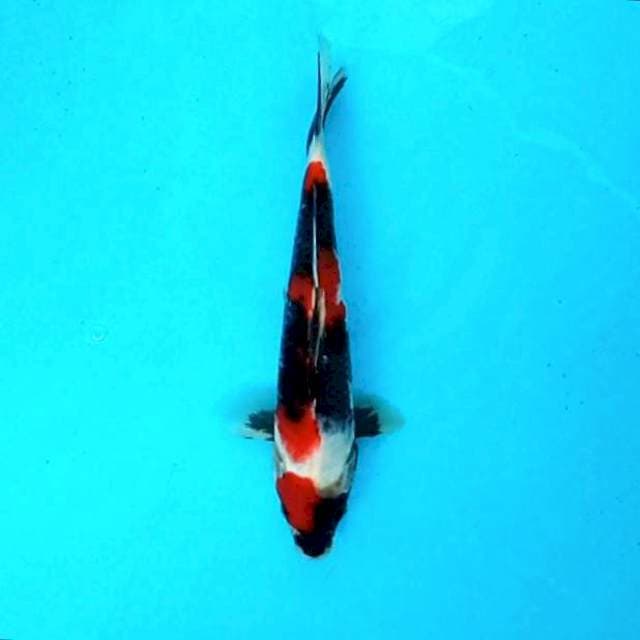 Jet # 25cm
