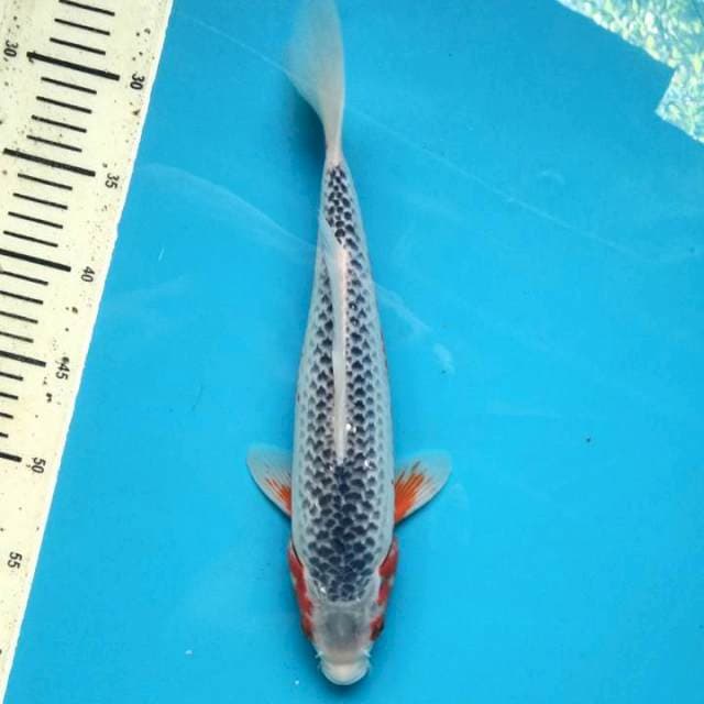 Asahi 49cm Female
