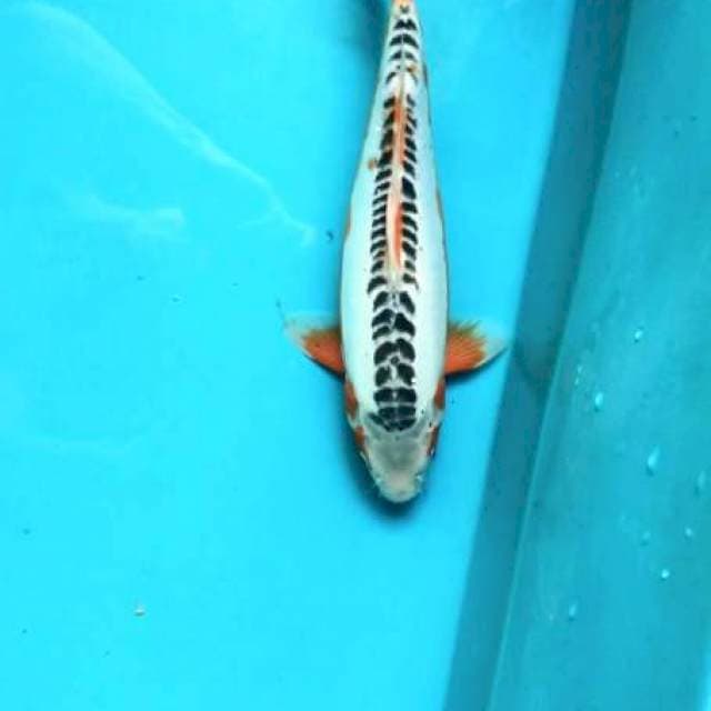 Shusui 32cm Female