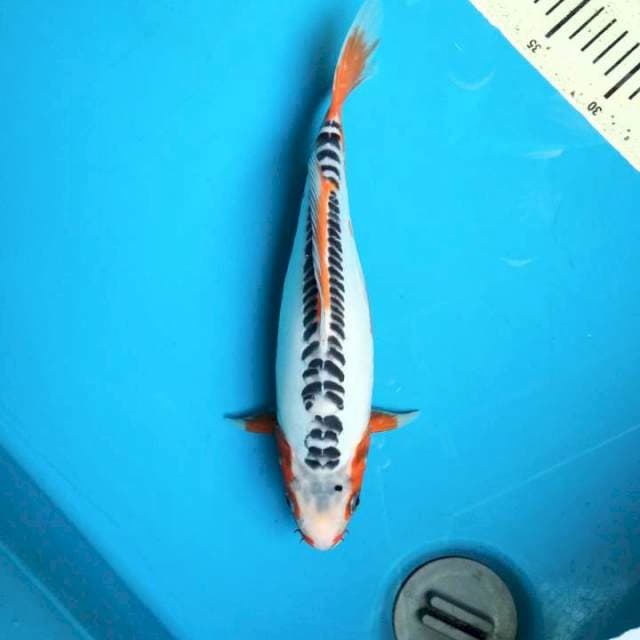 Shusui 35cm Female