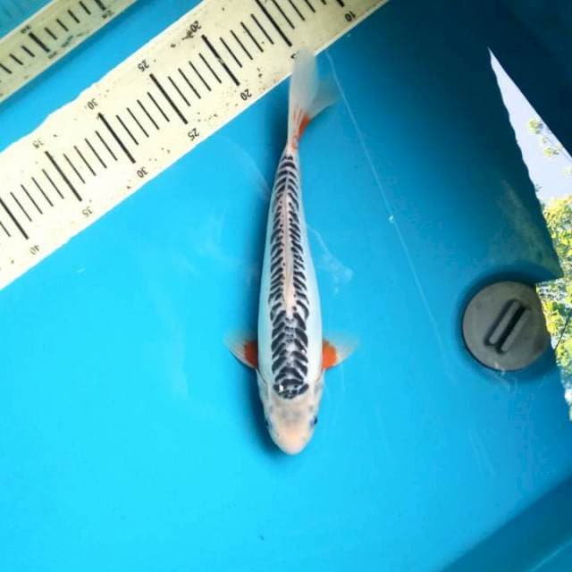 Shusui 33cm Male