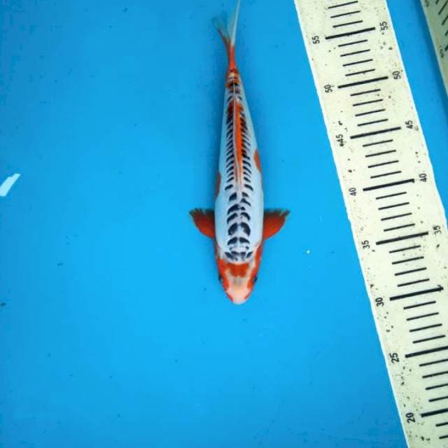 Motoaka shusui 32cm Male