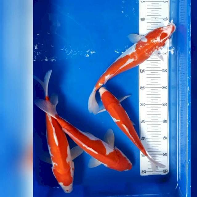 Doit kohaku 24.35.35.34 34cm 