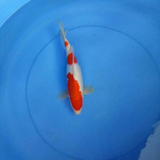 Kohaku Sandan Ciamik