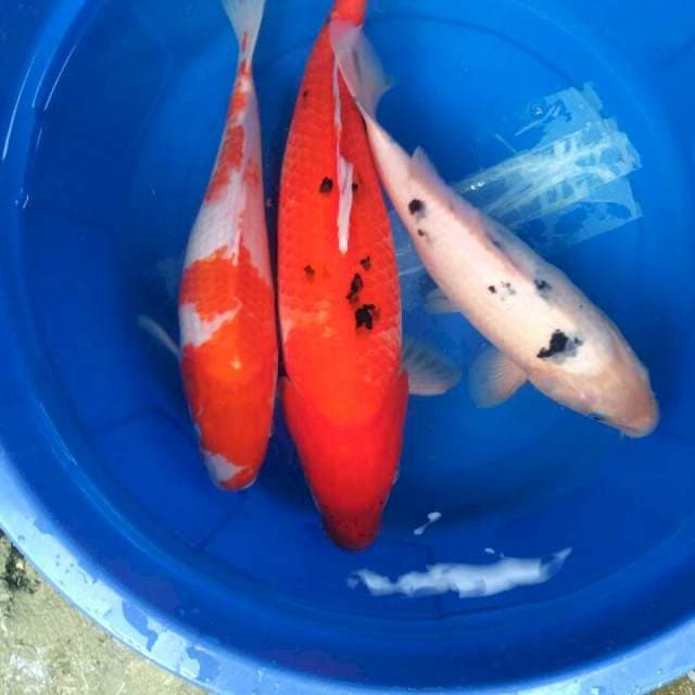 Sk mix
