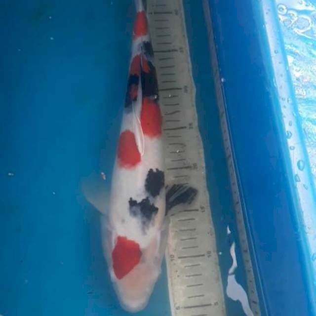 Kindai Showa 45 cm