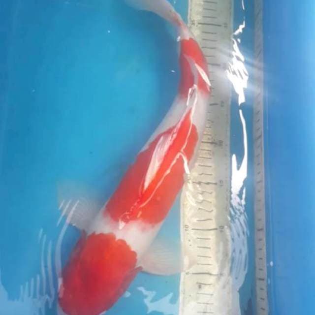 Kohaku 45 cm Male kepala sedikit dekik