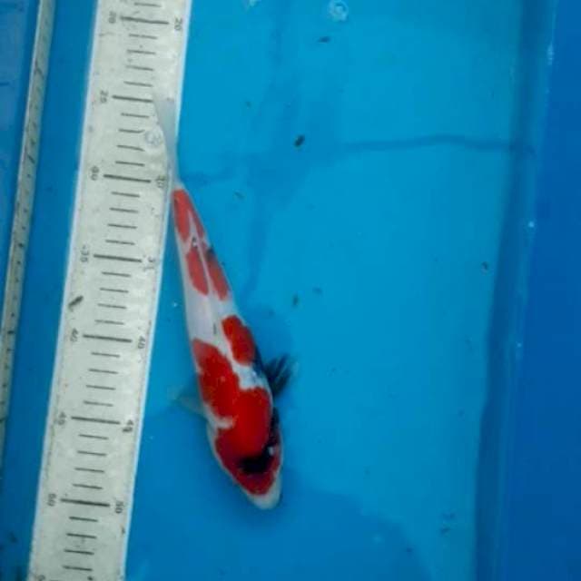 Showa 25 cm