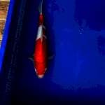 Kohaku Momotaro, Certi Breeder, 35 Cm