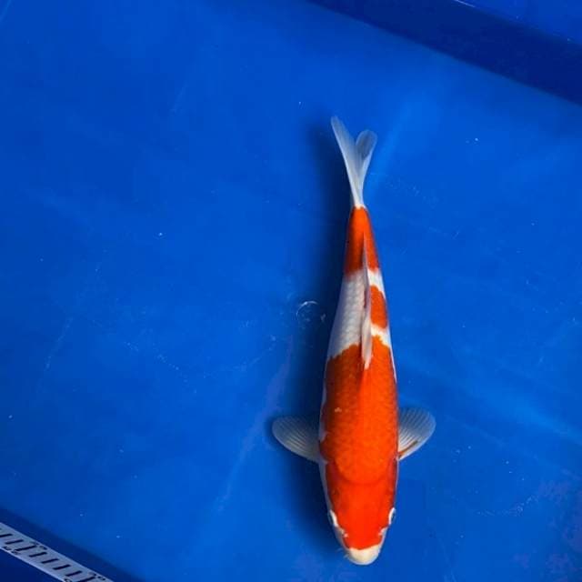 Kohaku Momotaro, Certi Breeder, 35 Cm