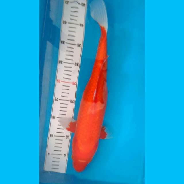 44 cm akahajiro