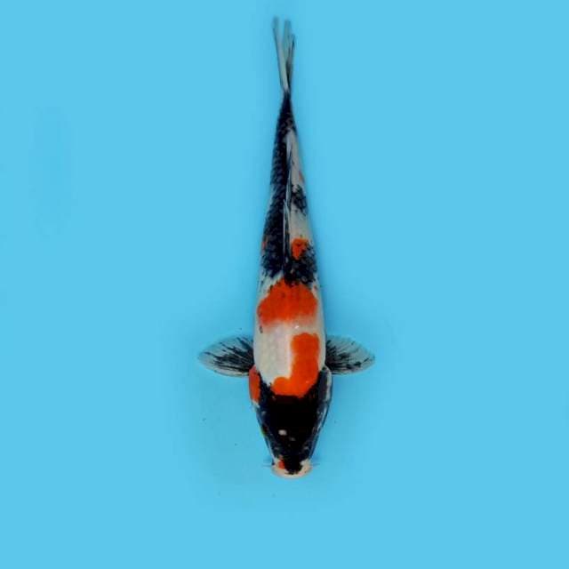 ND CASTOR 30CM