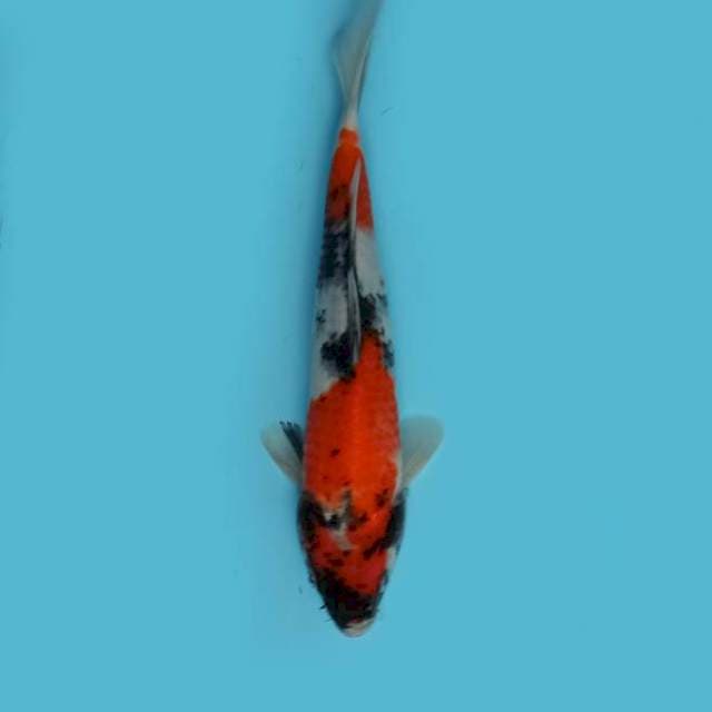 ND HIMONO 26CM