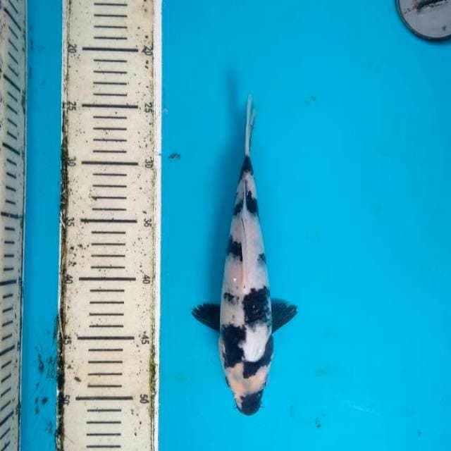 Shirooo hitam menggoda