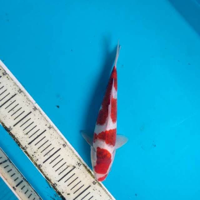Goromo