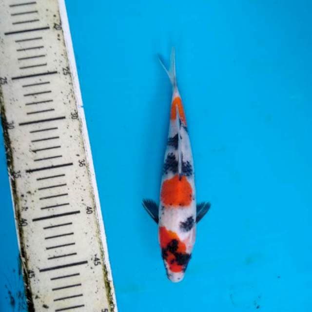 Showa