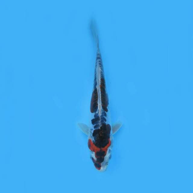 Kikokuryu
