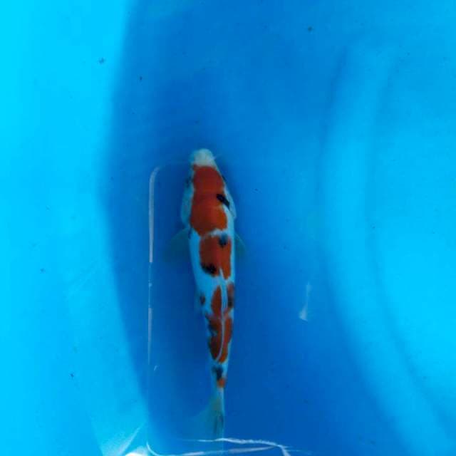 Sanke 22cm
