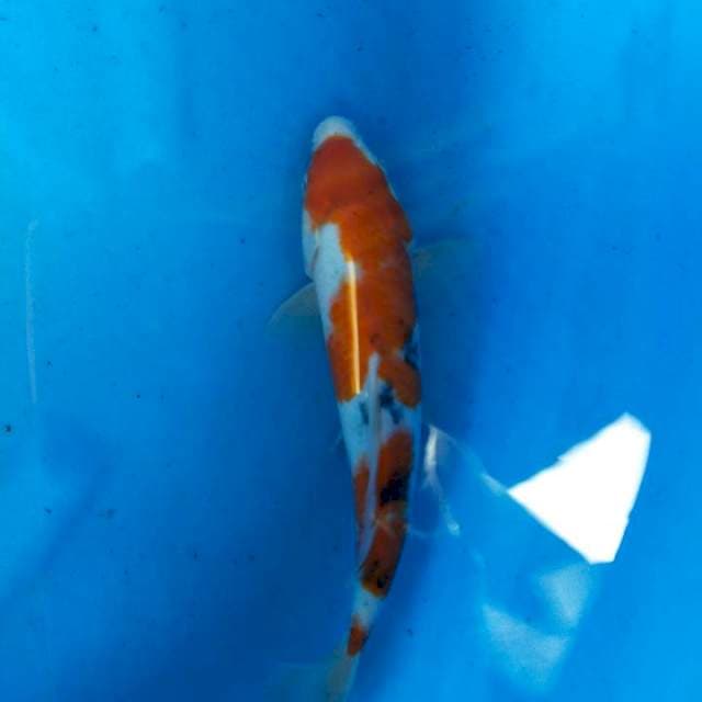 Sanke 29cm