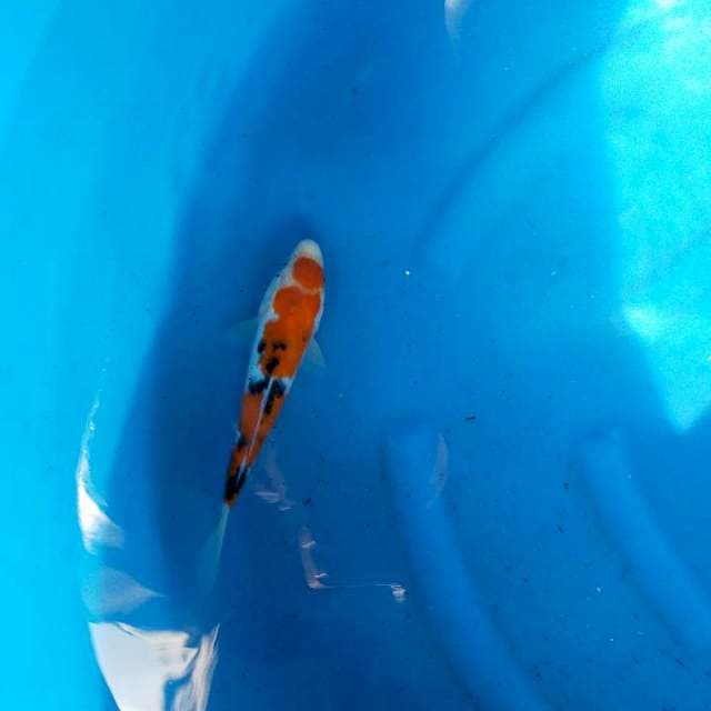 Sanke 24cm
