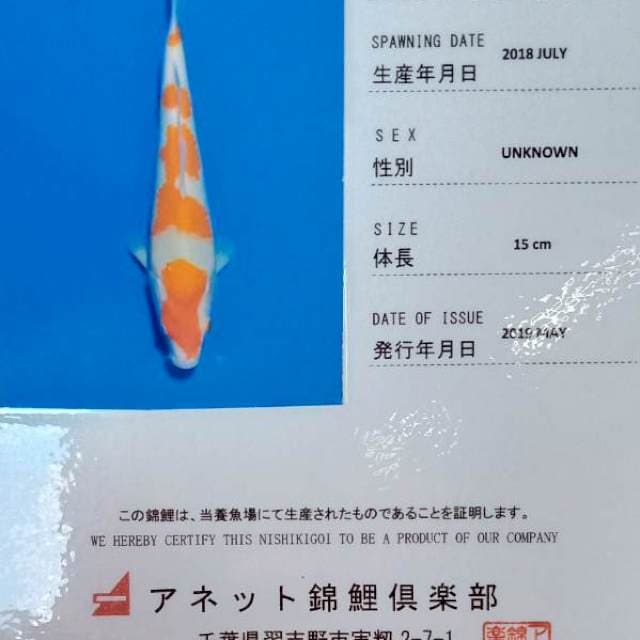 Kohaku import serty breder