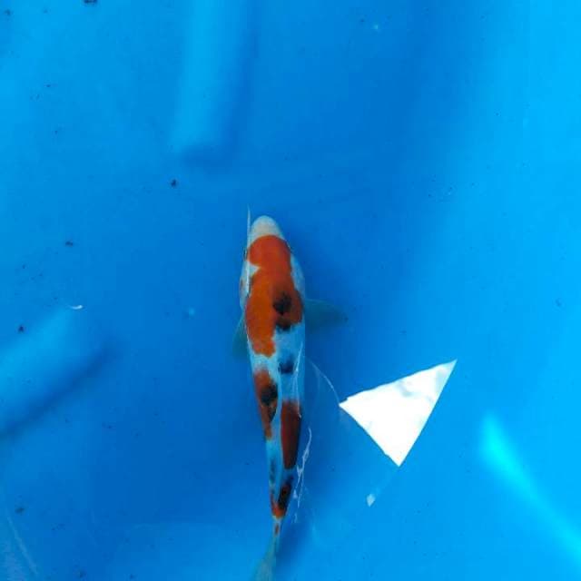 Sanke 24cm