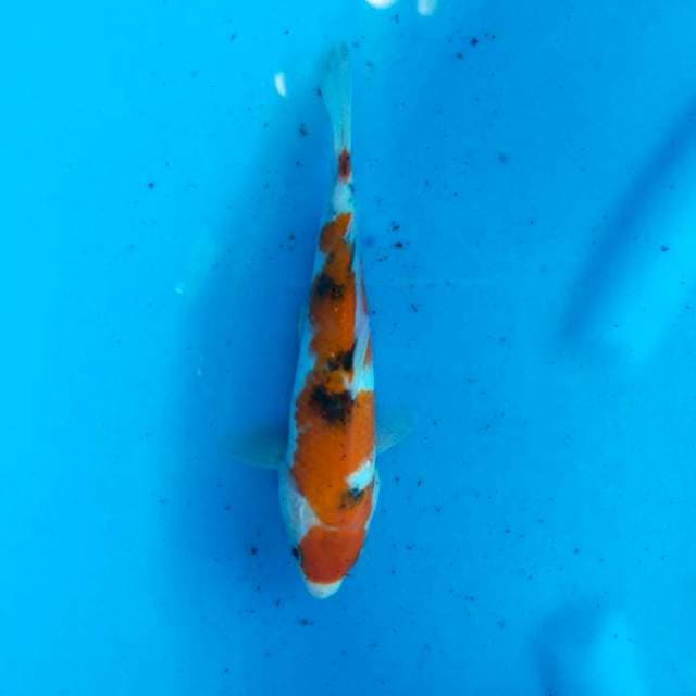 Sanke 24cm