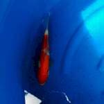 Kohaku 27cm