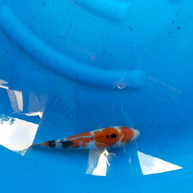 Sanke 26cm