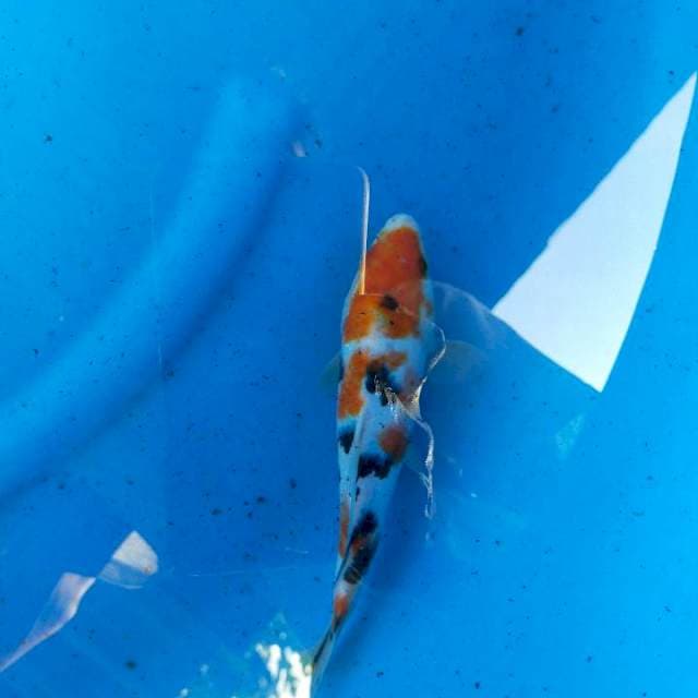 Sanke 25cm