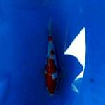 Kohaku gindrin 19cm