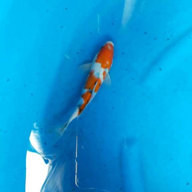 Sanke 22cm