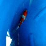 Sanke 22cm