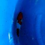 Sanke 22cm