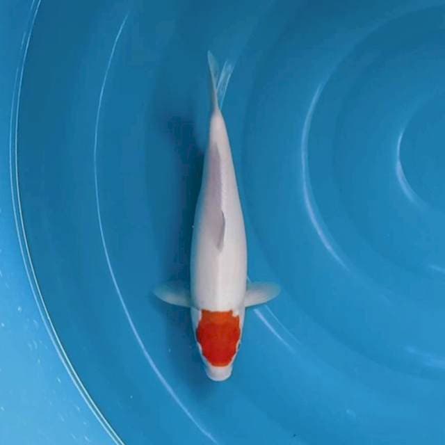 Tancho kohaku
