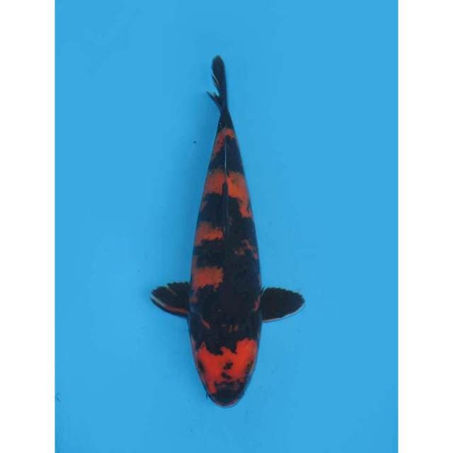 Hi Utsuri Solid - 28cm Male