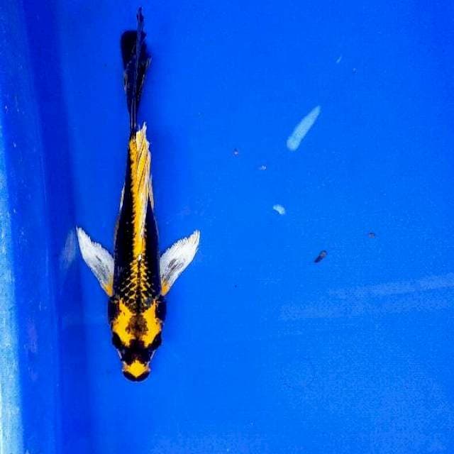 Kabuto kumpay 23 cm