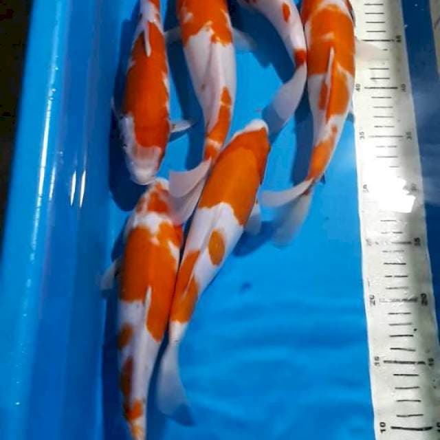 KOHAKU 26-29 CM