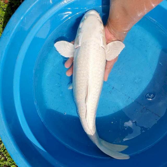 Platinum Ginrin 46cm Bulky