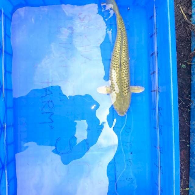 Cagoi 34 cm