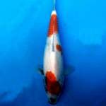 Showa Tategoi 30 cm