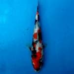 Showa Tategoi 20 cm