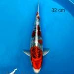 Goshiki 32 cm