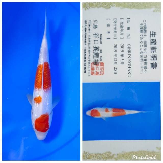 Ginrin Kohaku taniguchi farm