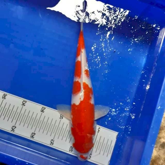Kohaku 35 cm