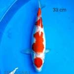 Maruten Kohaku