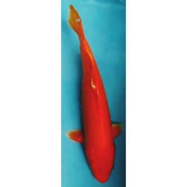Ful hikari merah tembus 