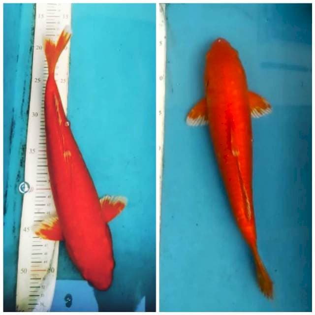 Doitsu ful hikari merah tembus