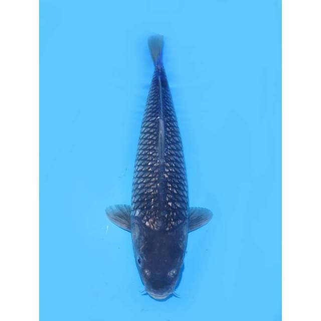 Soragoi Ginrin Bersih - 33cm Male